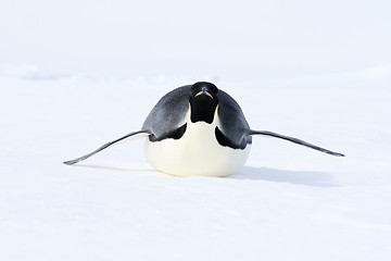 Image showing Emperor penguin (Aptenodytes forsteri)