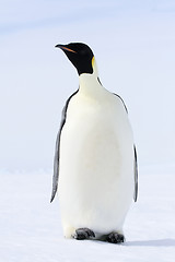 Image showing Emperor penguin (Aptenodytes forsteri)