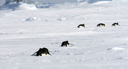 Image showing Emperor penguins (Aptenodytes forsteri)