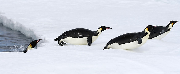 Image showing Emperor penguins (Aptenodytes forsteri)