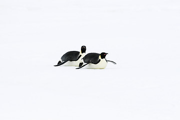 Image showing Emperor penguins (Aptenodytes forsteri)