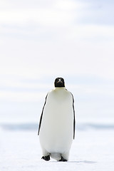 Image showing Emperor penguin (Aptenodytes forsteri)