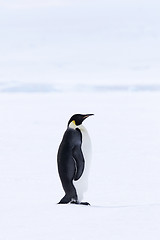 Image showing Emperor penguin (Aptenodytes forsteri)