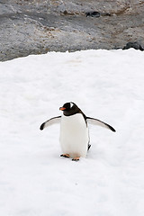 Image showing Gentoo penguin