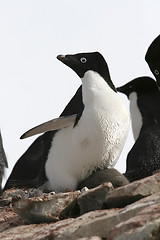 Image showing Adelie penguin