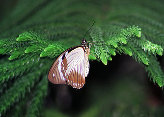 Image showing white and maroon butterfly