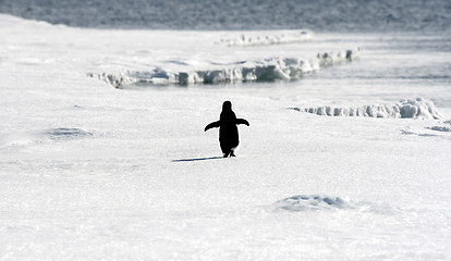 Image showing Adelie penguin (Pygoscelis adeliae)