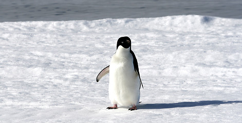 Image showing Adelie penguin (Pygoscelis adeliae)