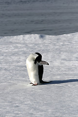 Image showing Adelie penguin (Pygoscelis adeliae)