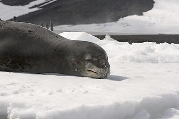 Image showing Leopard seal