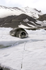 Image showing Leopard seal