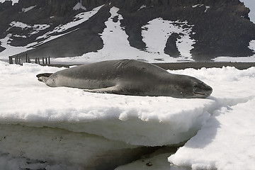 Image showing Leopard seal