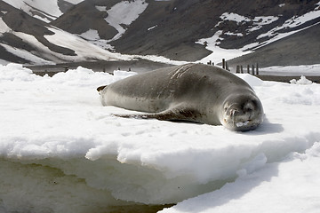 Image showing Leopard seal