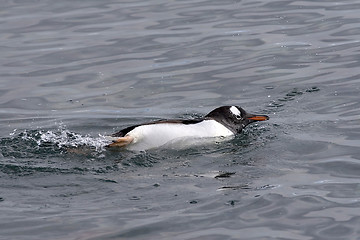 Image showing Gentoo penguin