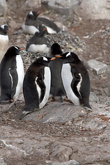 Image showing Gentoo penguins