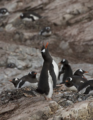 Image showing Gentoo penguin