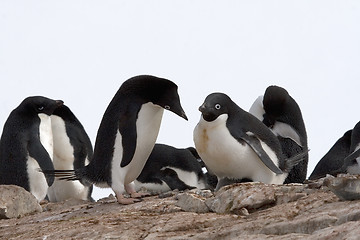 Image showing Adelie penguin