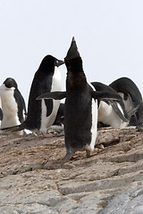 Image showing Adelie penguin