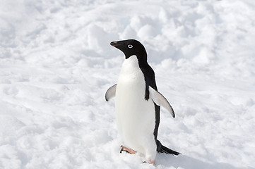 Image showing Adelie penguin