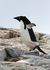Image showing Adelie penguin