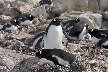 Image showing Gentoo penguins