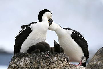 Image showing King cormorants