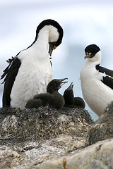 Image showing King cormorants