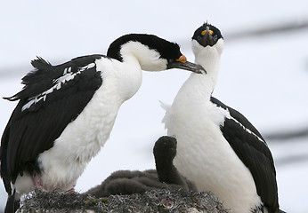 Image showing King cormorants