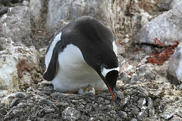 Image showing Gentoo penguin on its nest