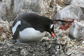 Image showing Gentoo penguin on its nest