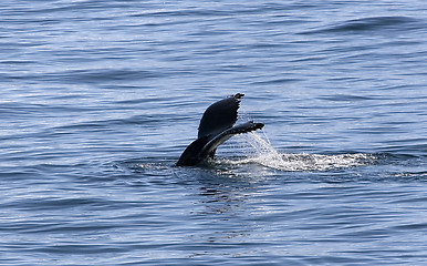 Image showing Tail of humpback