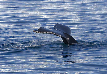 Image showing Tail of humpback