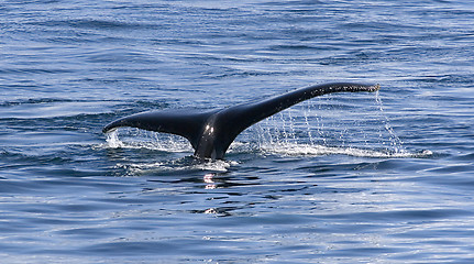 Image showing Tail of humpback