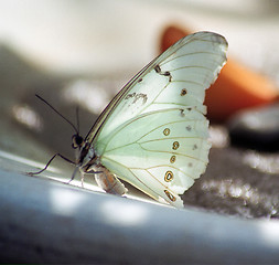 Image showing white butterfly