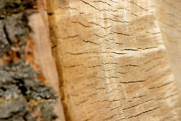 Image showing Trunk Close Up