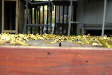 Image showing Close up on the Leaves Falling