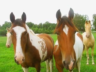 Image showing Horses in the field looking