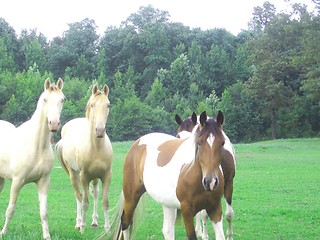 Image showing Horses on the ranch