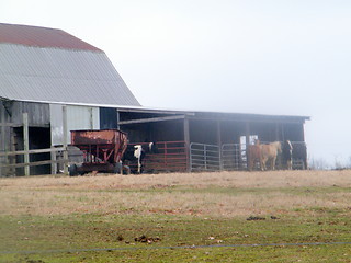 Image showing Barn on farm with cows