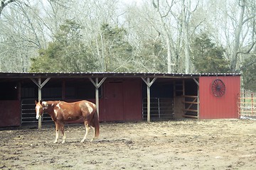 Image showing Horse grazing