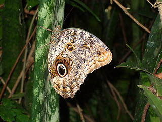 Image showing Butterfly in the forest