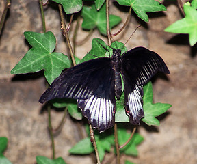 Image showing black butterfly