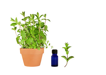 Image showing Herb Mint