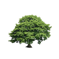 Image showing Sycamore Tree