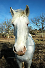 Image showing White Horse