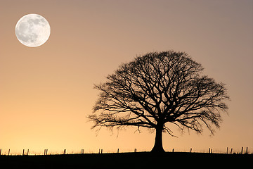 Image showing Full Moon and Winter Oak Tree