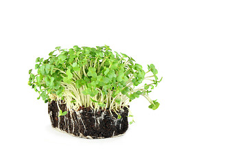 Image showing Mustard and Cress