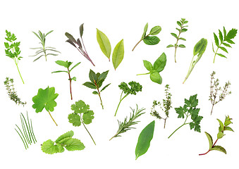 Image showing Herb Leaf Selection