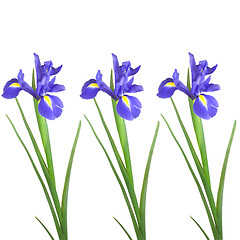 Image showing Iris Beauties