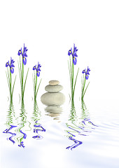 Image showing Pebbles and Iris Flowers 